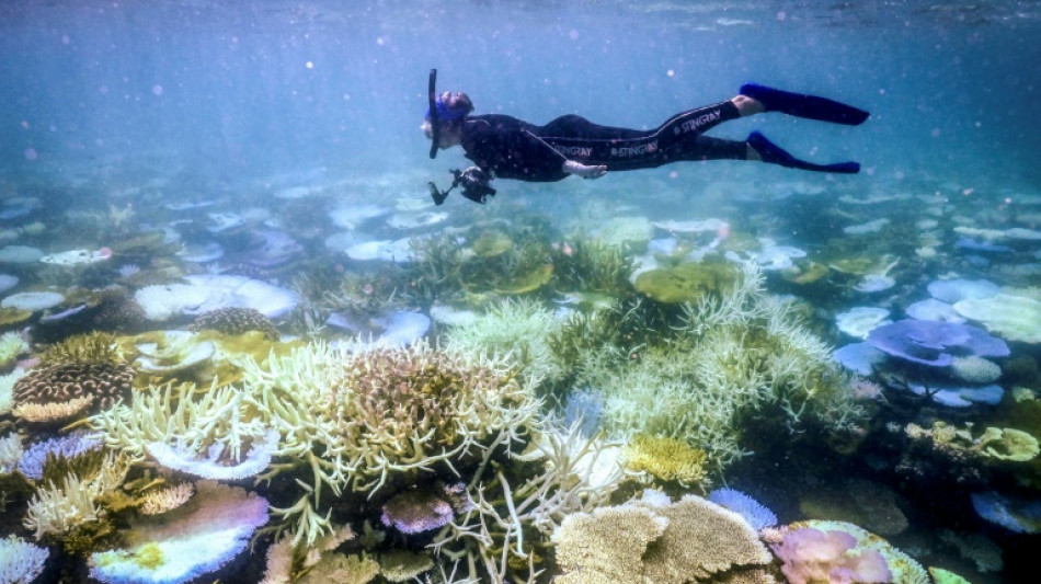 Australia's Great Barrier Reef struggles to survive