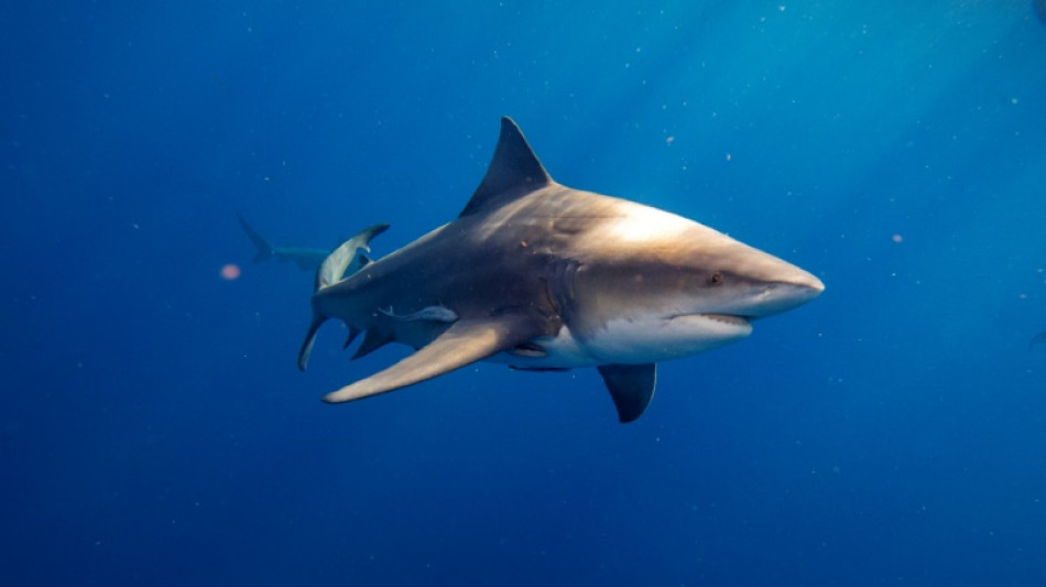 Sharks killed at alarming rates despite regulations: study