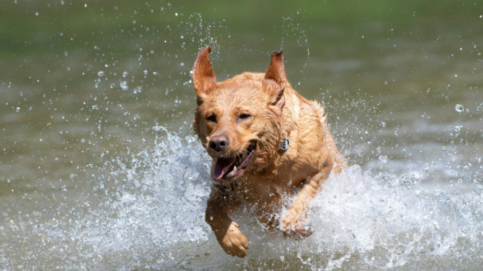 Umgangsrecht kann nach Trennung eines Paars auch für Hund gelten