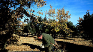 Black truffle production booms in Spain