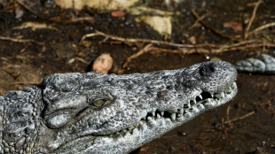 Bei Zollkontrolle in Baden-Württemberg gefundener Krokodilskopf soll nach Marokko