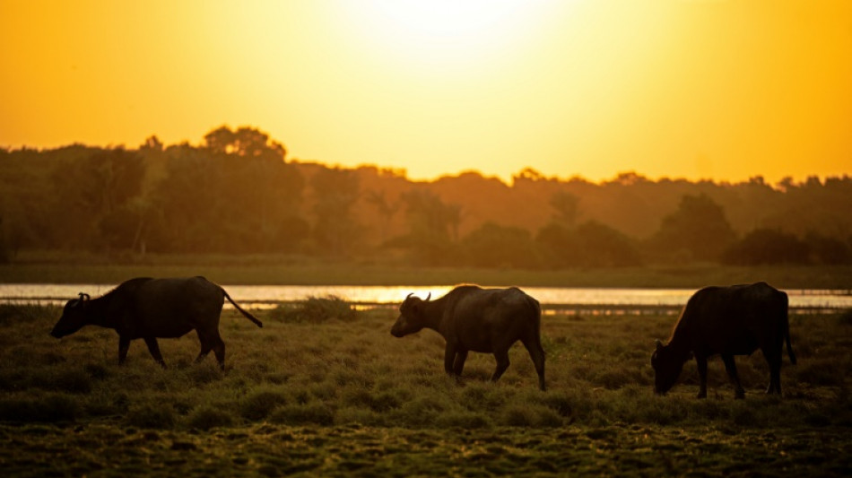 On Brazilian island, revered Asian buffalo claims its place