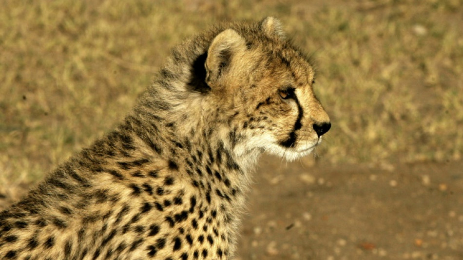 African cheetahs to be spotted soon in India thanks to Namibia deal