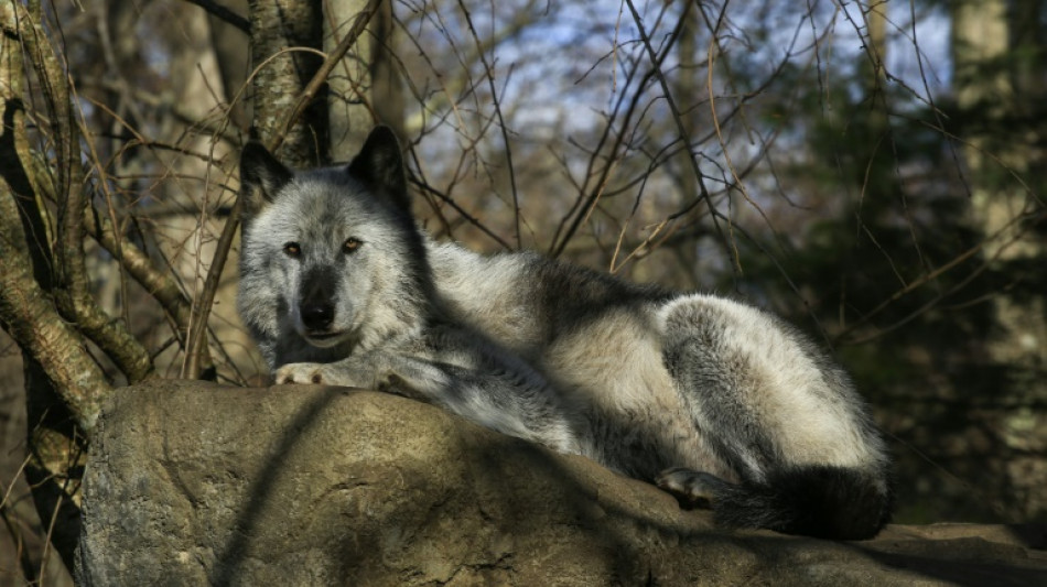 Cómo recuperar especies al borde de la extinción revitaliza los ecosistemas