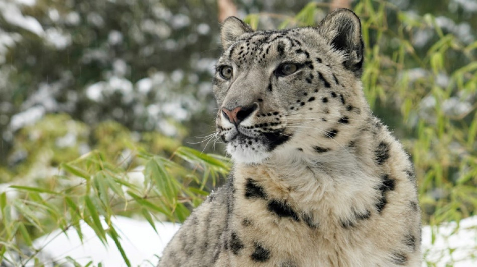 India's elusive snow leopards snapped in key survey