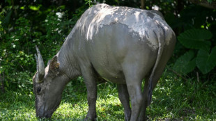 Environnement: à Hong Kong, les animaux sauvages ingèrent des matières plastiques