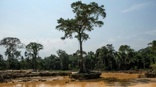 Perú perdió casi 138.000 hectáreas de bosques amazónicos en 2021