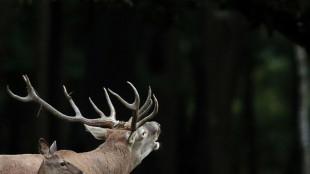 A l'affût du brame du cerf dans la forêt de Tronçais