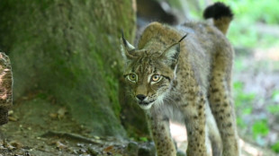 France's lynx at high risk of extinction: study