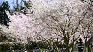 Arrivederci inverno, il 20 marzo scatta l'equinozio di primavera