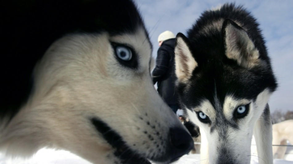 Les anciens chiens sibériens comptaient sur les hommes pour manger du poisson