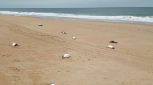 Près de deux mille manchots retrouvés morts en dix jours sur les côtes d'Uruguay