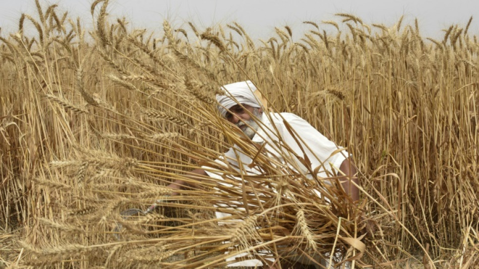 Wheat prices hit record high after Indian export ban