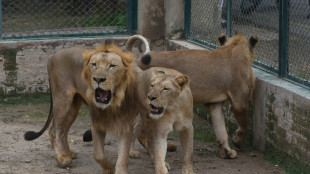 Zoológico de Pakistán cancela subasta de leones y planea expansión