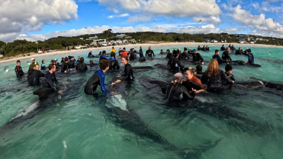 Entire pod of 97 pilot whales dies in Australia beaching