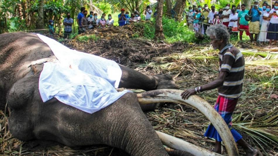 Sri Lanka: l'éléphant le plus sacré du pays est mort à 68 ans