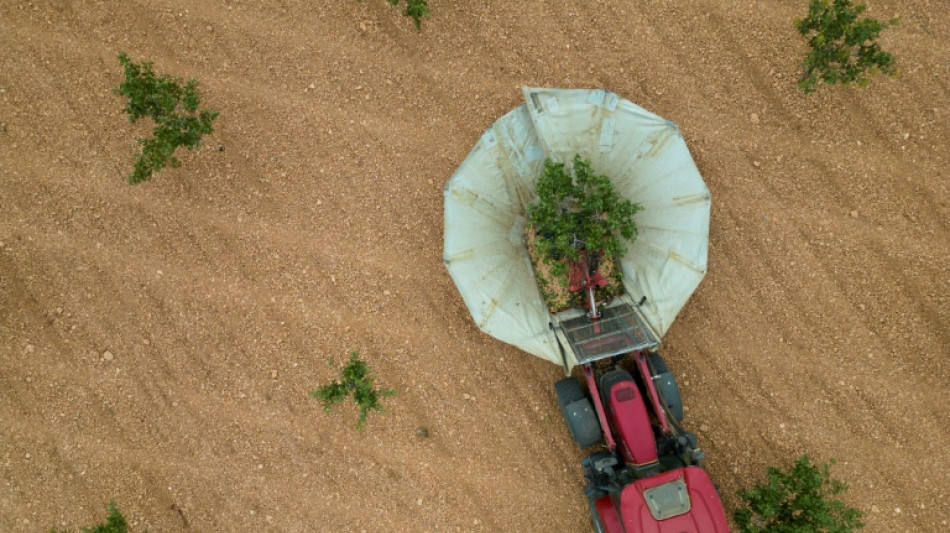 Droughts drive Spanish boom in pistachio farming