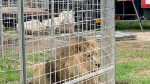 Alerta en Italia por un león que escapó varias horas de un circo