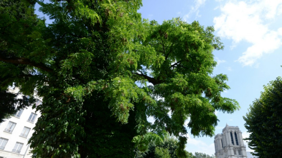 Frankfurt am Main muss Schadenersatz für von Baum beschädigtes Auto zahlen