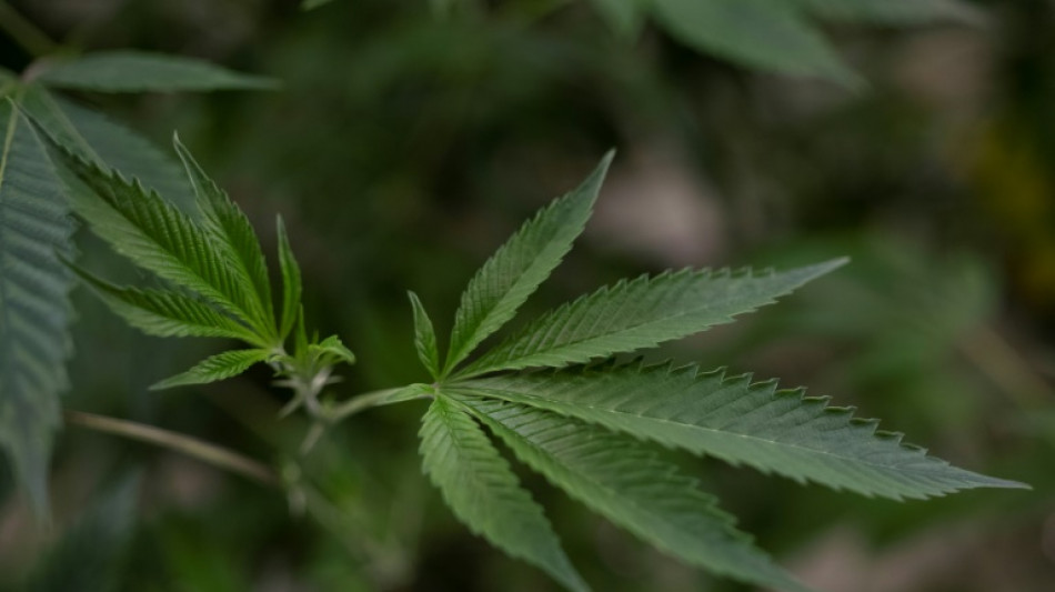 Lauterbach legt Pläne für Cannabis-Legalisierung vor - 30 Gramm für Eigenbedarf