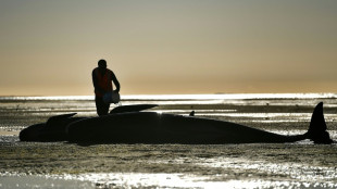 Mueren medio millar de ballenas piloto varadas en Nueva Zelanda