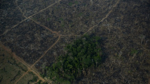 Deforestación en Amazonía brasileña se reduce en julio, pero sigue elevada