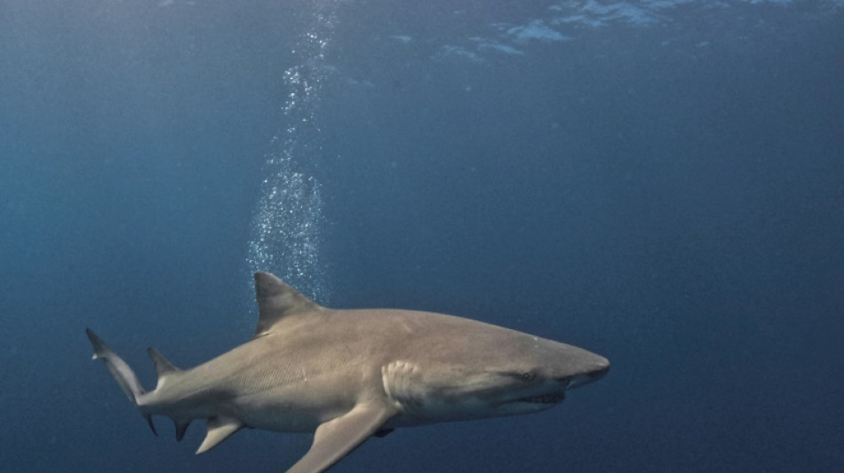 Egypte: un touriste tué par un requin en mer Rouge (ministère de l'Environnement) 