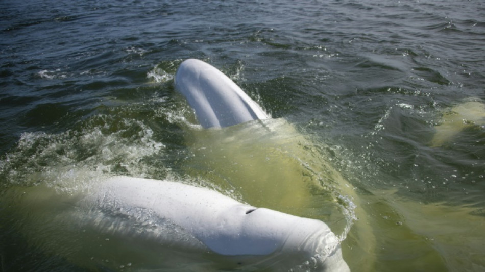 Au Canada, la baie d'Hudson, refuge estival pour des milliers de bélugas