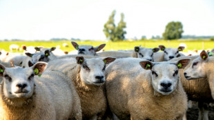 Bluetongue anguish for Dutch farmers