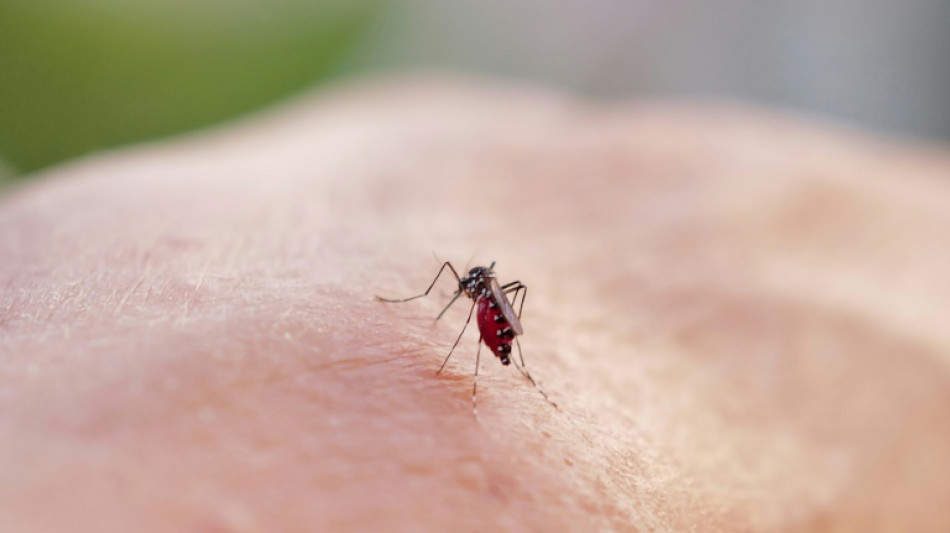 Plus de 3.000 cas de dengue en métropole depuis le début de l'année