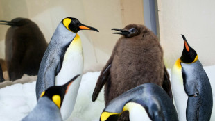 Hefty Australian penguin chick 'Pesto' becomes star