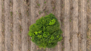 World agrees hard-fought nature funding plan at UN talks