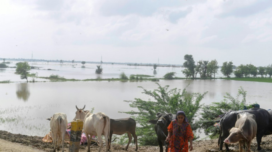 Heat, then floods ruin Pakistani farmers' livelihoods