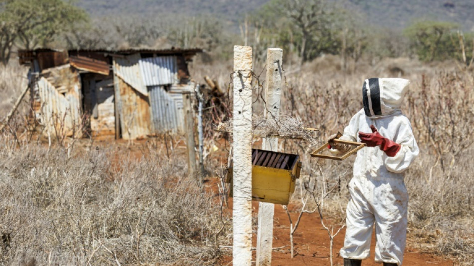 Las abejas ayudan a resolver un conflicto entre elefantes y agricultores en Kenia