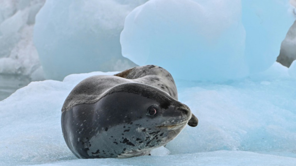 Scientists study levels of toxic mercury in Antarctic seals, whales