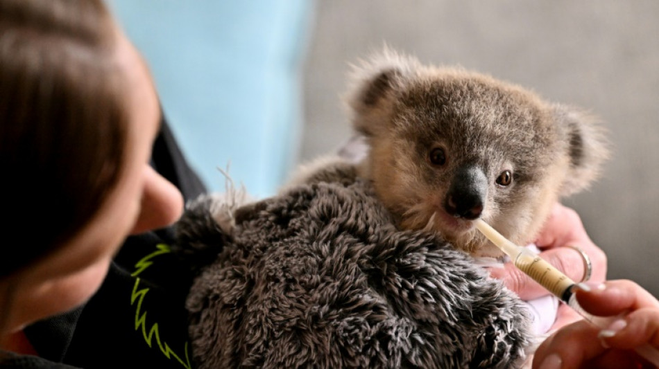 Cars, chlamydia threaten Australian koalas