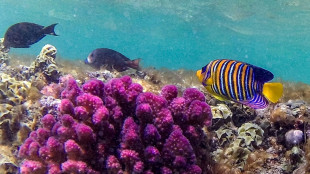 Egipto, "último refugio de los corales" ante el calentamiento global