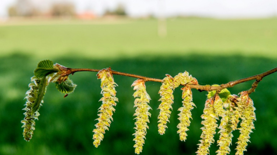 Les allergies au pollen plus sévères cette année, et ce n'est pas fini 