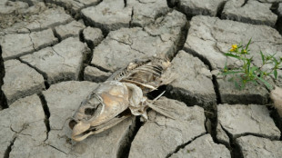 Una cuarta parte de la fauna de agua dulce amenazada de desaparición, según un estudio