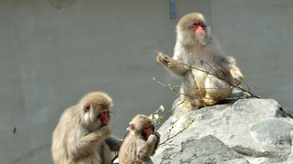 Marauding monkeys injure 42 in Japanese city