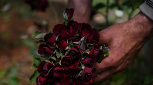 Noires et vertes, les mystères des roses turques sauvées des eaux