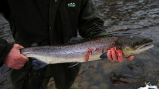 Los pescadores de Escocia, desesperados ante la desaparición de salmones