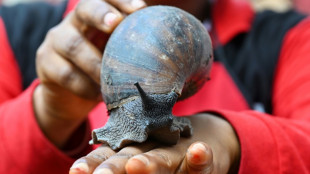 En Côte d'Ivoire, des fermes d'escargots géants en plein boom