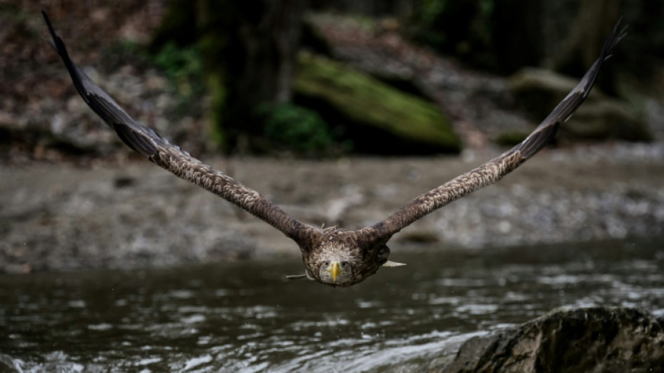 Quasi-oublié, le plus grand aigle d'Europe lutte pour sa survie