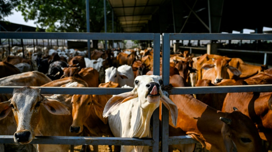 Sacred cow: coal-hungry India eyes bioenergy to cut carbon