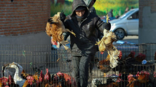 La ola de calor en China encarece los huevos porque las gallinas ponen menos