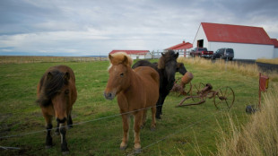 Activists see red over Iceland's blood mares