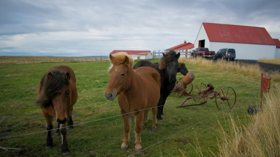 El desangrado de yeguas en Islandia, una práctica fustigada por los defensores de animales