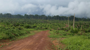 RD Congo: Greenpeace dénonce le non-respect d'un accord de protection des forêts