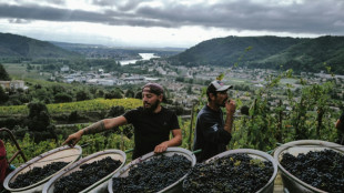 Sur des coteaux pentus d'Ardèche, les "vendanges de l'extrême"